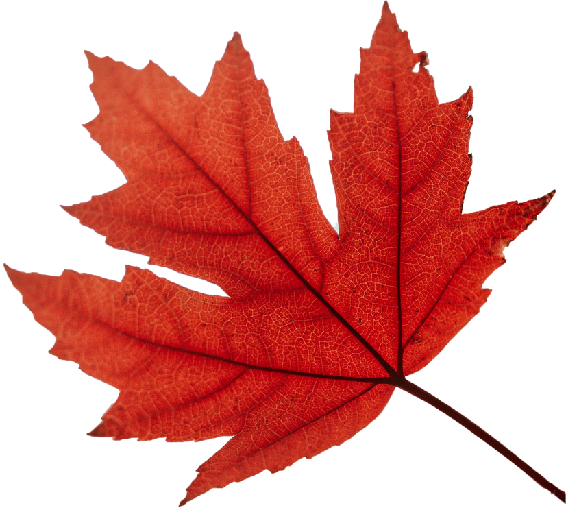 Autumn Maple Leaf